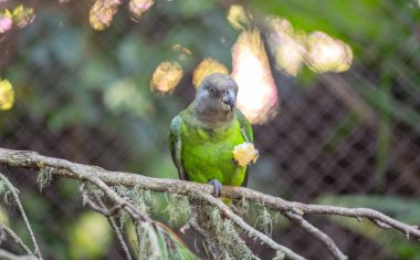 Tenerife 'de bir parkta papağan