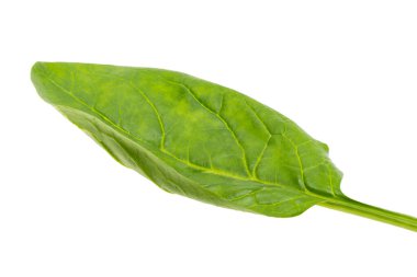 marul yaprağı karışımı beyaz arkaplanda izole edildi