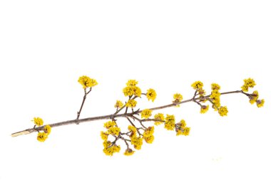 Çiçek açan odun beyaz arka planda izole edilmiş