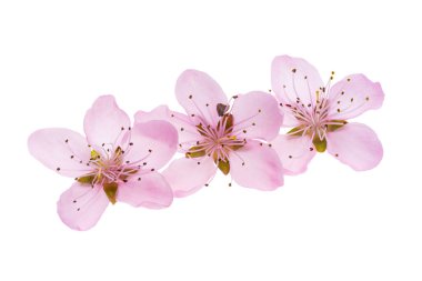 Beyaz arkaplanda izole edilmiş sakura çiçekleri