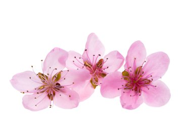 Beyaz arkaplanda izole edilmiş sakura çiçekleri