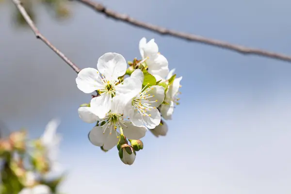 Flores Cerezo Floreciendo Primavera — Foto de Stock