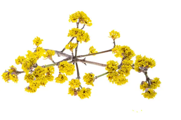 Blommande Dogwood Isolerad Vit Bakgrund Royaltyfria Stockfoton