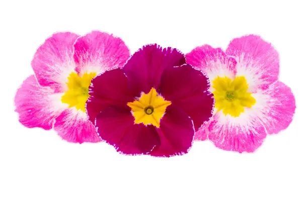 Primrose Blommor Isolerad Vit Bakgrund Stockfoto