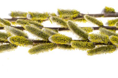 Beyaz arka plan üzerinde izole söğüt dalları