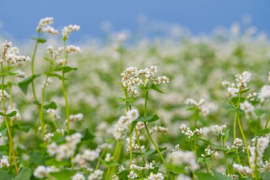 Güneşli bir günde çiçek açan karabuğday tarlası