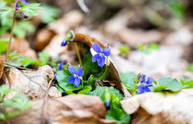 Ormanda menekşe ilkbahar çiçeği
