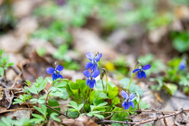 Ormanda menekşe ilkbahar çiçeği