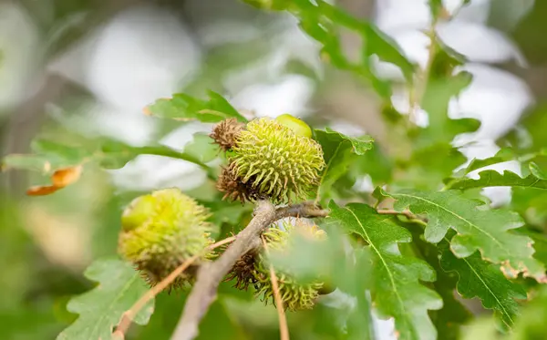 Austrian oak acorns on the tree