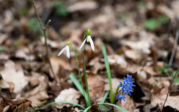 Kropla Śniegu Pierwszy Wiosenny Kwiat Lesie Obrazek Stockowy
