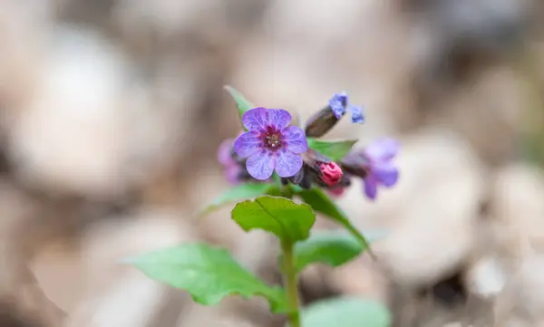 Akciğer Otu Ormandaki Ilk Bahar Çiçeği - Stok İmaj