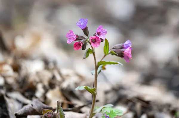 ラングワットの森で最初の春の花 ロイヤリティフリーのストック画像