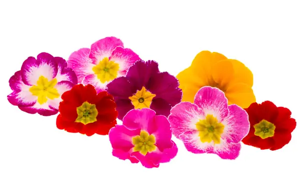 Primrose Flowers Isolated White Background Stock Picture