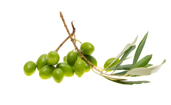 Zweig Mit Grünen Oliven Isoliert Auf Weißem Hintergrund Stockbild
