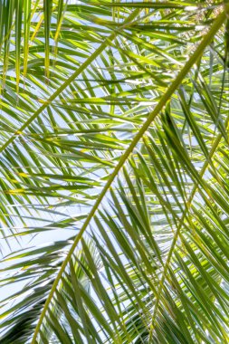 Arka plan palmiye yakın bırakır