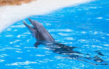 Yunus Gösteri, dolphinarium