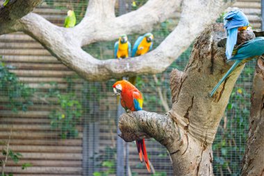 Tenerife 'de bir parkta papağan