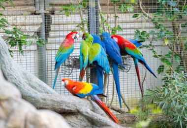 Tenerife 'de bir parkta papağan