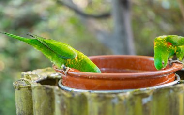 Tenerife 'de bir parkta papağan