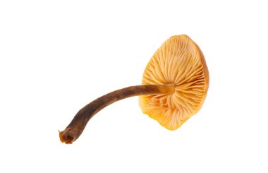 beyaz arkaplanda izole edilmiş bal mantarları