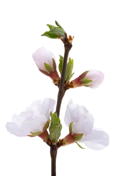 Branche Avec Des Fleurs Cerisier Isolé Sur Fond Blanc Photo De Stock