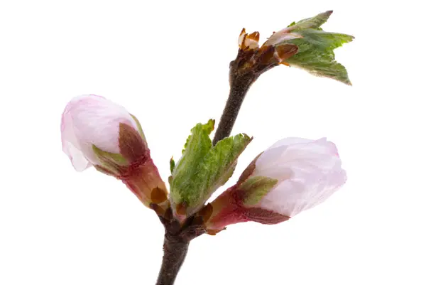 Beyaz Arka Plan Üzerinde Izole Kiraz Çiçek Şube Telifsiz Stok Fotoğraflar