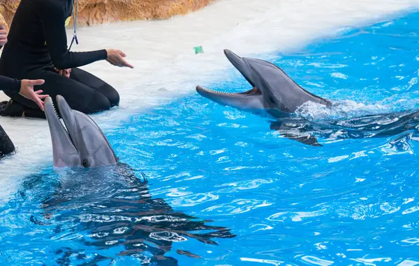 Delfiny Wystawie Delfinarium Obrazek Stockowy