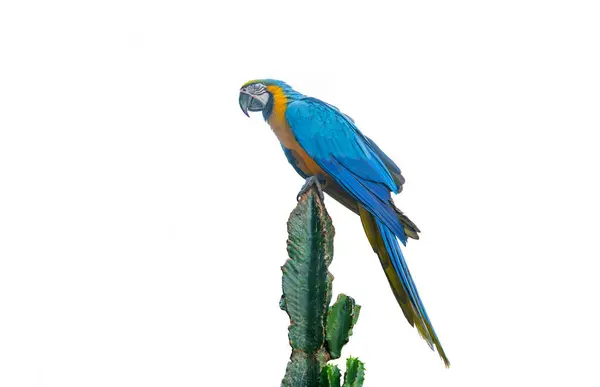 Tenerife Bir Parkta Papağan Telifsiz Stok Fotoğraflar