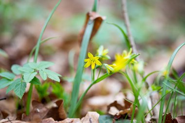Kaz çalısı sarı çiçek baharda kapanıyor