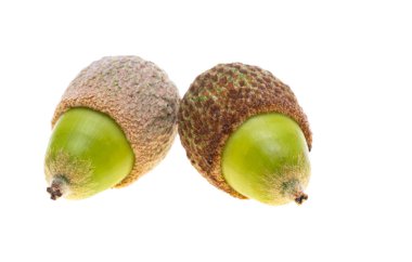 palamut beyaz arkaplanda izole