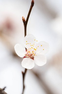Şu yeni gelişen ağaç dalları bahar