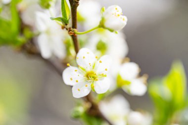 Şu yeni gelişen ağaç dalları bahar