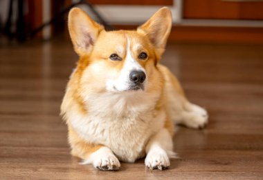 Odada Galli Corgi Pembroke 'un portresi