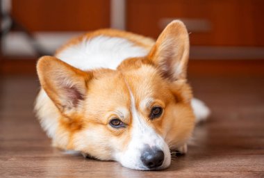 Odada Galli Corgi Pembroke 'un portresi