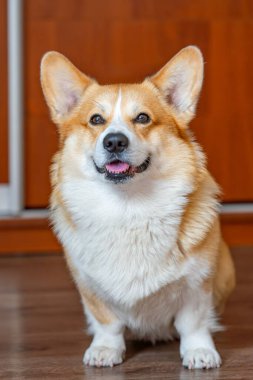Odada Galli Corgi Pembroke 'un portresi