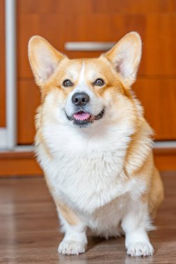 Odada Galli Corgi Pembroke 'un portresi