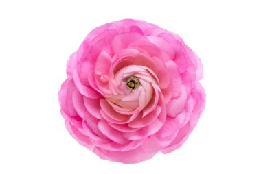 Beyaz arka plan üzerinde izole tipik çiçekler