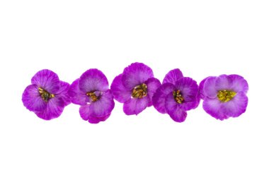 Beyaz arkaplanda izole edilmiş lobularia çiçekleri