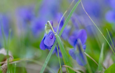 Güzel menekşe çiçekleri çayırda yakınlaşıyor.