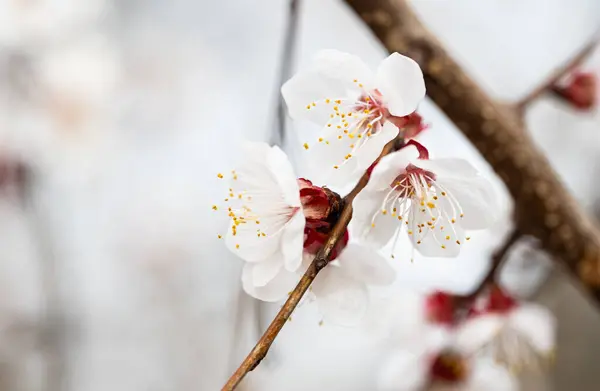 Gałęzi Kwitnących Wiosną — Zdjęcie stockowe