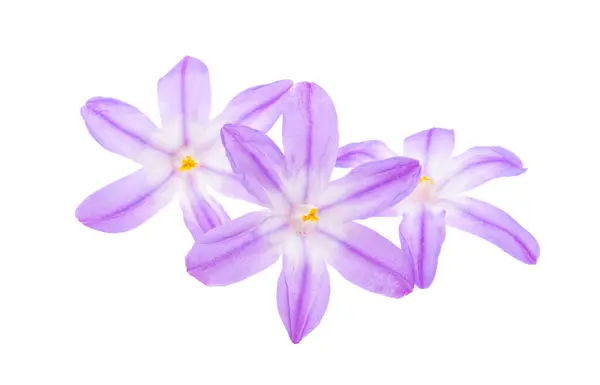 Цветы Chionodox Белом Фоне — стоковое фото