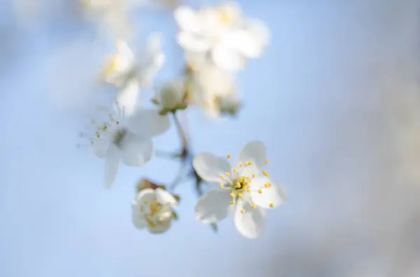 Blommande Trädgrenar Våren Royaltyfria Stockbilder
