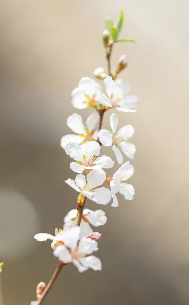 Floração Galhos Árvores Primavera Imagens Royalty-Free