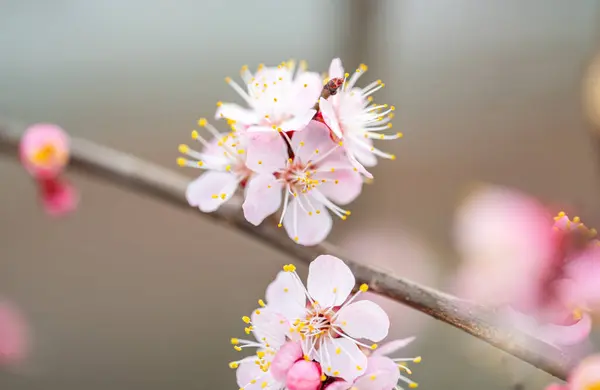 Floração Galhos Árvores Primavera Fotografia De Stock