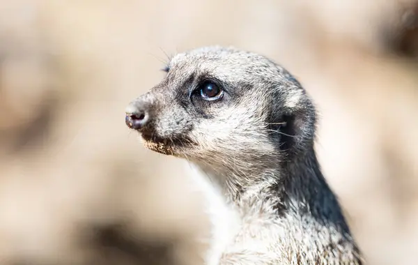 Όμορφο Πορτρέτο Meerkat Closeup Εικόνα Αρχείου