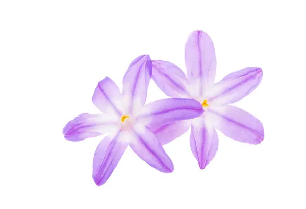 Chionodox Blommor Isolerad Vit Bakgrund Royaltyfria Stockbilder