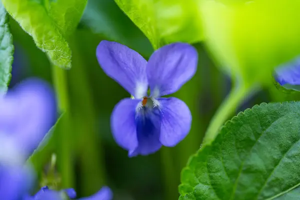Mooie Violette Bloemen Close Het Weiland Stockfoto