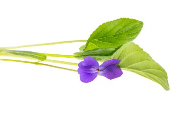 Orman menekşesi çiçekleri beyaz arkaplanda izole