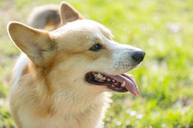 Galli Corgi Pembroke baharda yürüyüşe çıktı.