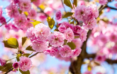 Güneşli bir günde sakura çiçekleri